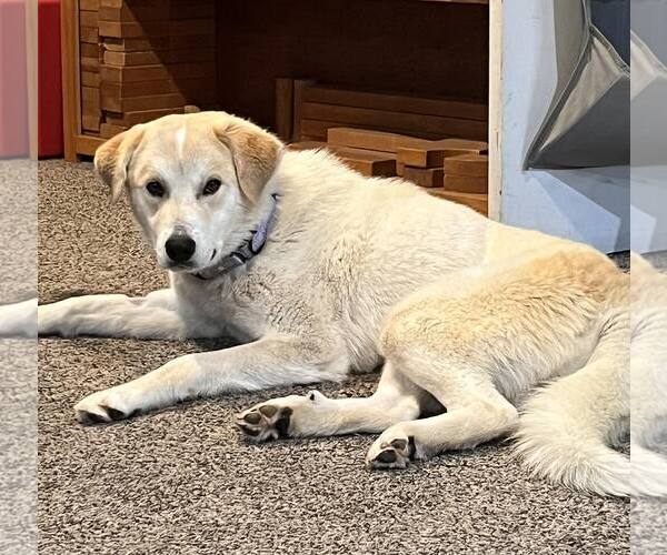 Medium Photo #4 Labrador Retriever-Unknown Mix Puppy For Sale in Uwchlan, PA, USA