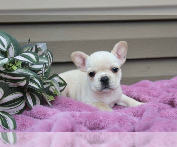 Medium Photo #3 French Bulldog Puppy For Sale in LIBERTY, KY, USA
