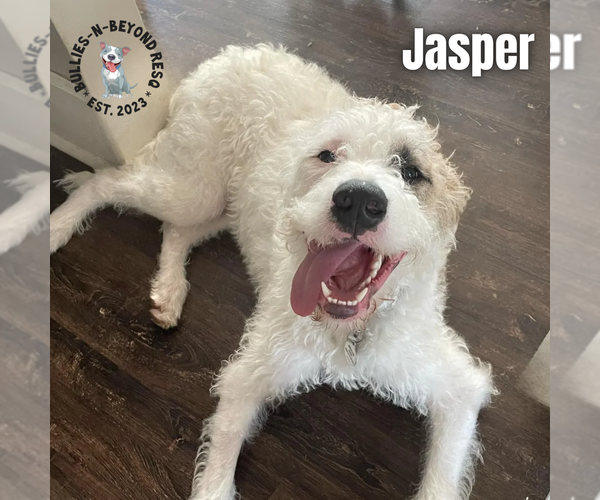 Medium Photo #3 Bernese Mountain Dog-Unknown Mix Puppy For Sale in Omaha, NE, USA