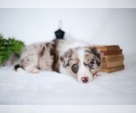 Small Photo #9 Border Collie Puppy For Sale in CONWAY, MO, USA