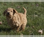 Small Photo #8 Goldendoodle-Poodle (Standard) Mix Puppy For Sale in EMMETT, ID, USA