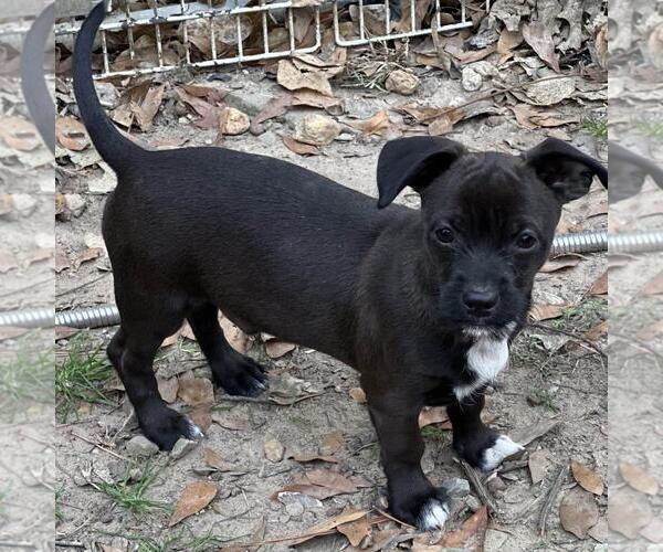 Medium Photo #3 Dachshund-Unknown Mix Puppy For Sale in Yardley, PA, USA