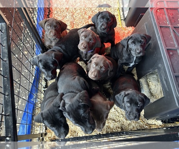 Medium Photo #1 German Shorthaired Lab Puppy For Sale in TACOMA, WA, USA