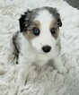 Small Photo #1 Border Collie Puppy For Sale in ROCK ISLAND, IL, USA