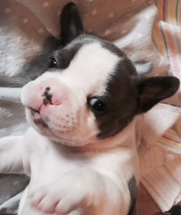 French Bulldog Puppy for sale in JANESVILLE, WI, USA