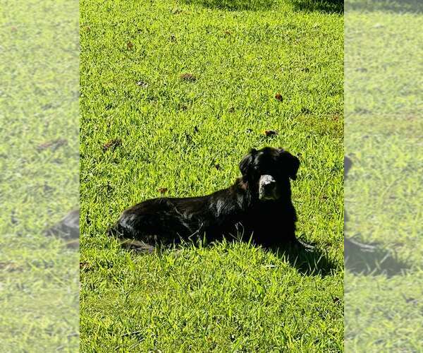 Medium Photo #1 Mutt Puppy For Sale in Sheboygan, WI, USA