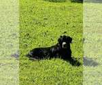 Vader - coming soon! - Male Mutt Dog for Adoption - Small photo
