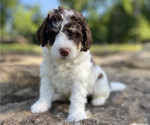 Puppy Orange Girl Miniature Bernedoodle
