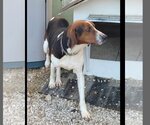 Small Photo #3 Coonhound Puppy For Sale in Stover, MO, USA