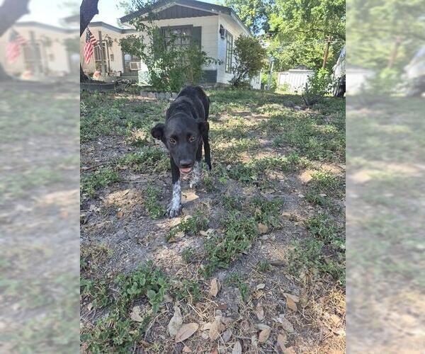 Medium Photo #1 Labrador Retriever-Unknown Mix Puppy For Sale in San Antonio, TX, USA