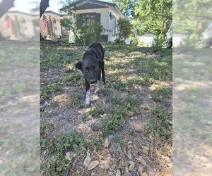 Labrador Retriever-Unknown Mix Dogs for adoption in San Antonio, TX, USA
