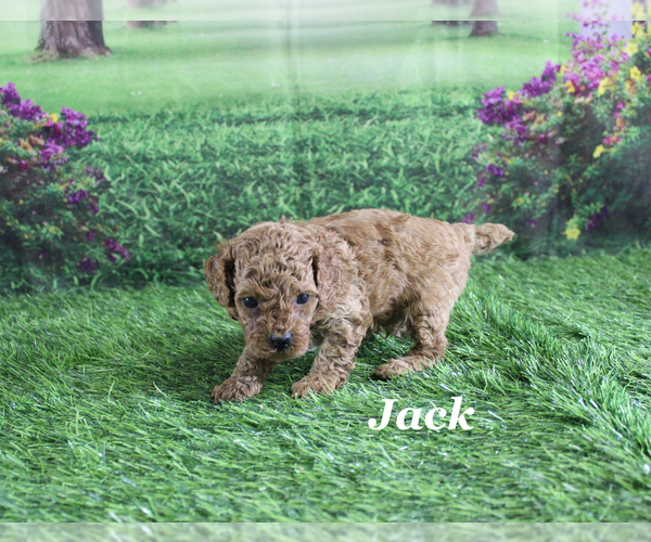 Medium Photo #7 Poodle (Toy) Puppy For Sale in CHANUTE, KS, USA