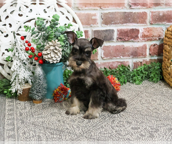 Medium Photo #13 Schnauzer (Miniature) Puppy For Sale in SYRACUSE, IN, USA