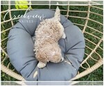 Small Photo #5 Poochon Puppy For Sale in NIANGUA, MO, USA