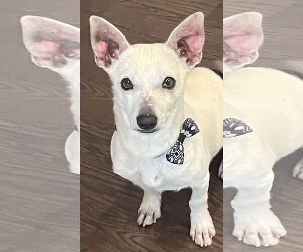 Medium Photo #3 Chihuahua-Unknown Mix Puppy For Sale in Omaha, NE, USA