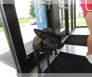 Mutt Dogs for adoption in Temple, TX, USA