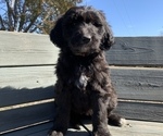 Small Photo #11 Goldendoodle Puppy For Sale in CENTRALIA, IL, USA