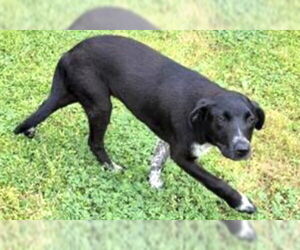 Labrador Retriever-Unknown Mix Dogs for adoption in Houston, TX, USA