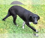 Small Labrador Retriever Mix