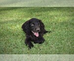 Small Photo #2 Boykin Spaniel Puppy For Sale in FITZGERALD, GA, USA