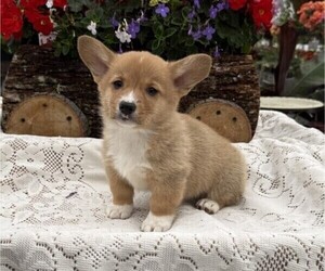 Pembroke Welsh Corgi Puppy for sale in OWEN, WI, USA
