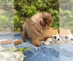 Small Photo #5 Pomeranian Puppy For Sale in SUNNY ISL BCH, FL, USA