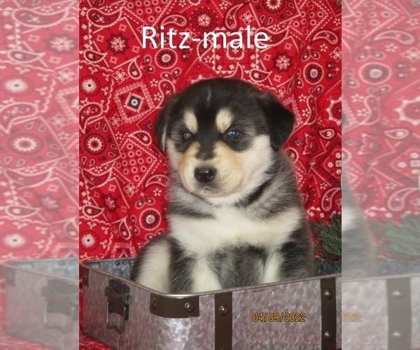 Medium Photo #1 Goberian Puppy For Sale in SHILOH, OH, USA