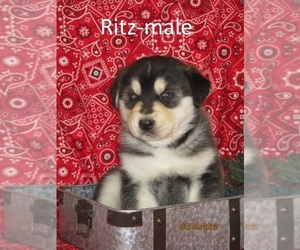 Goberian Puppy for sale in SHILOH, OH, USA