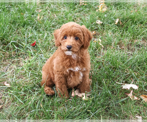 Poodle (Miniature) Puppy for sale in SYRACUSE, IN, USA