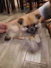 Pomeranian Puppy for sale in GARLAND, TX, USA