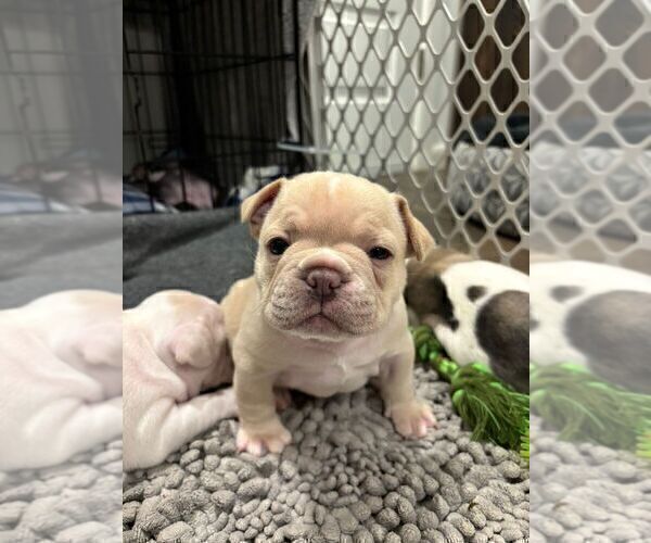 Medium Photo #11 French Bulldog Puppy For Sale in MISSION, TX, USA