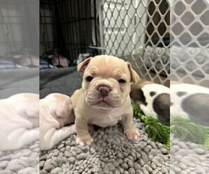 Medium French Bulldog