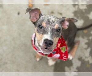 Mutt Dogs for adoption in Tulsa, OK, USA