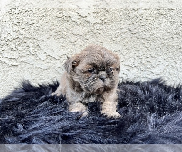 Medium Photo #12 Shih Tzu Puppy For Sale in HAYWARD, CA, USA