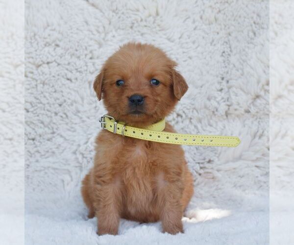 Medium Photo #1 Golden Retriever Puppy For Sale in NEW HOLLAND, PA, USA