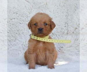 Golden Retriever Puppy for sale in NEW HOLLAND, PA, USA