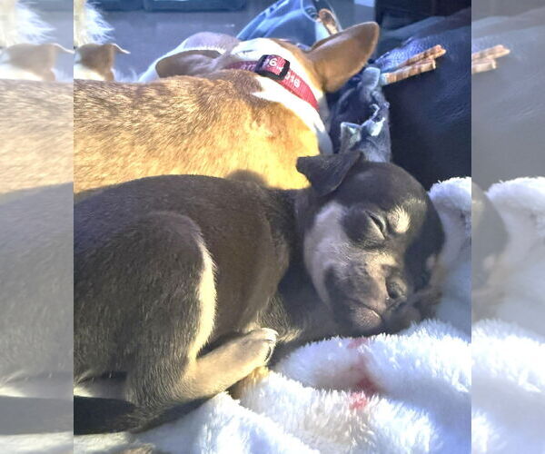 Medium Photo #3 Chug Puppy For Sale in Boonton, NJ, USA