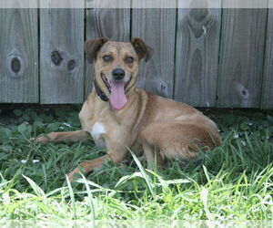 Mutt Dogs for adoption in Abbeville, LA, USA
