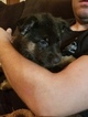 Small Photo #4 German Shepherd Dog Puppy For Sale in BRECKENRIDGE HILLS, MO, USA