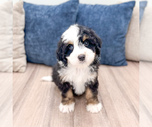Medium Photo #2 Bernedoodle (Miniature) Puppy For Sale in DUNDEE, OH, USA