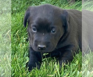 Labrador Retriever Puppy for Sale in DOWNING, Wisconsin USA