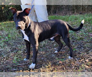 American Pit Bull Terrier-Unknown Mix Dogs for adoption in Wetumpka, AL, USA