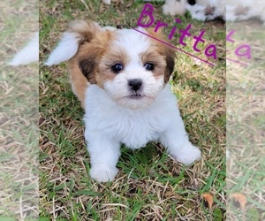 Zuchon Puppy for sale in PICKENS, SC, USA