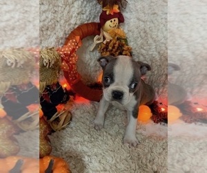 Boston Terrier Puppy for sale in CRKD RVR RNCH, OR, USA