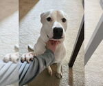 Small #7 American Staffordshire Terrier Mix