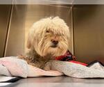 Small Lhasa Apso