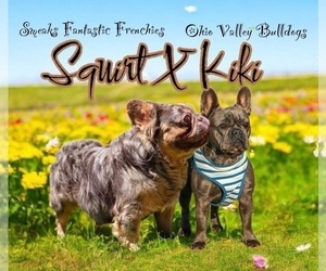 Mother of the French Bulldog puppies born on 09/18/2025