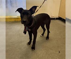 Mutt Dogs for adoption in Camarillo, CA, USA