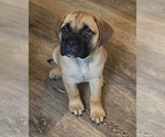 Puppy Yellow Bullmastiff