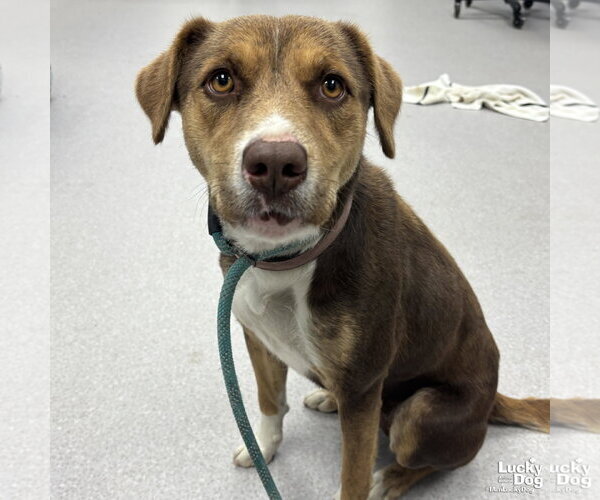 Medium Photo #2 Mutt Puppy For Sale in Washington, DC, USA